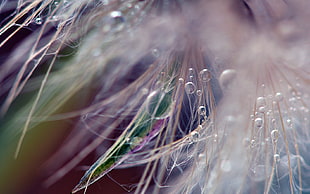 micro photography of water drops